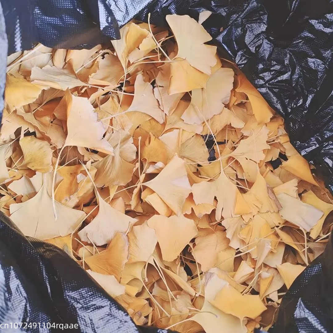 Daun Ginkgo Biloba Kering Alam - Soap Making Diy ulasan dan harga