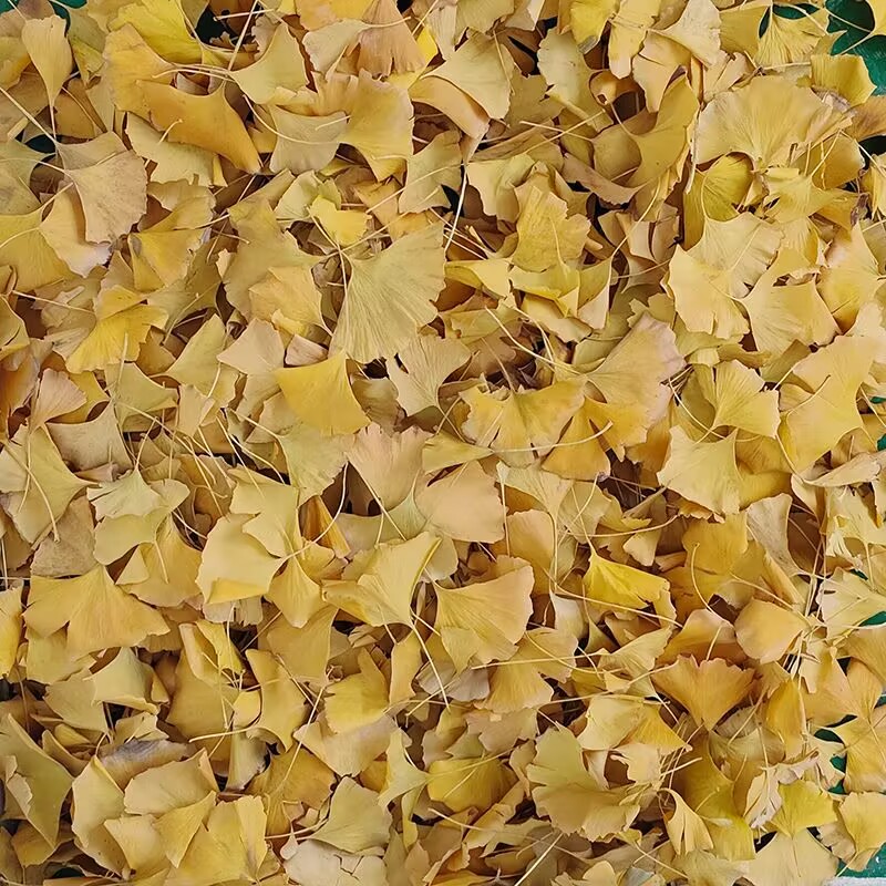 Daun Ginkgo Biloba Kering Alam - Soap Making Diy ulasan dan harga