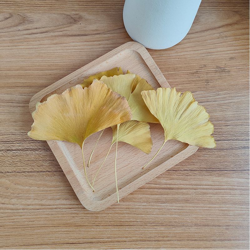 Daun Ginkgo Biloba Kering Alam - Soap Making Diy ulasan dan harga